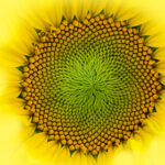 2014年双色球开奖结果全记录与数据分析 hy77v8